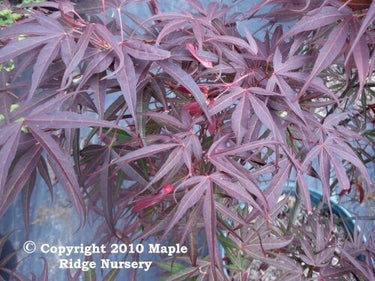 Acer palmatum 'Red Cloud' - mapleridgenursery